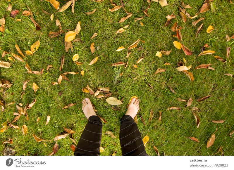 Standing at text space Garden Autumn Garden plot Meadow Lawn Grass Leaf Autumn leaves Multicoloured Feet Naked Toes Copy Space Bird's-eye view Human being