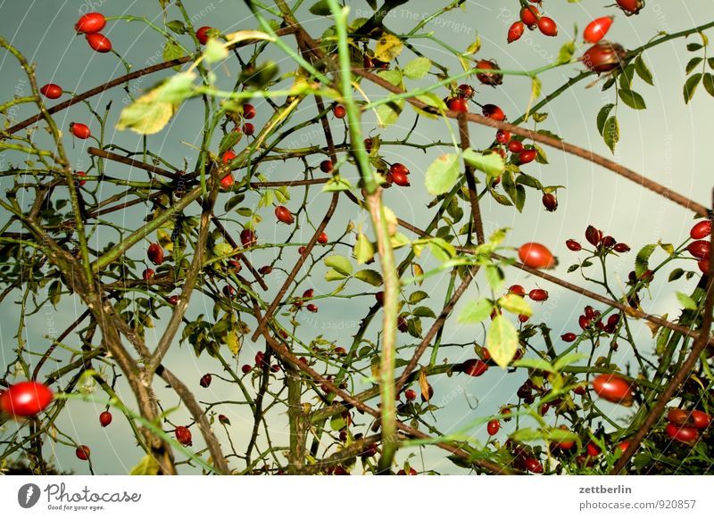 Flashed rose hips Garden Autumn Garden plot Dog rose Rose hip Fruit Berries Harvest Autumnal colours Holiday season Sky Clouds Bushes climbing rose Wild rose