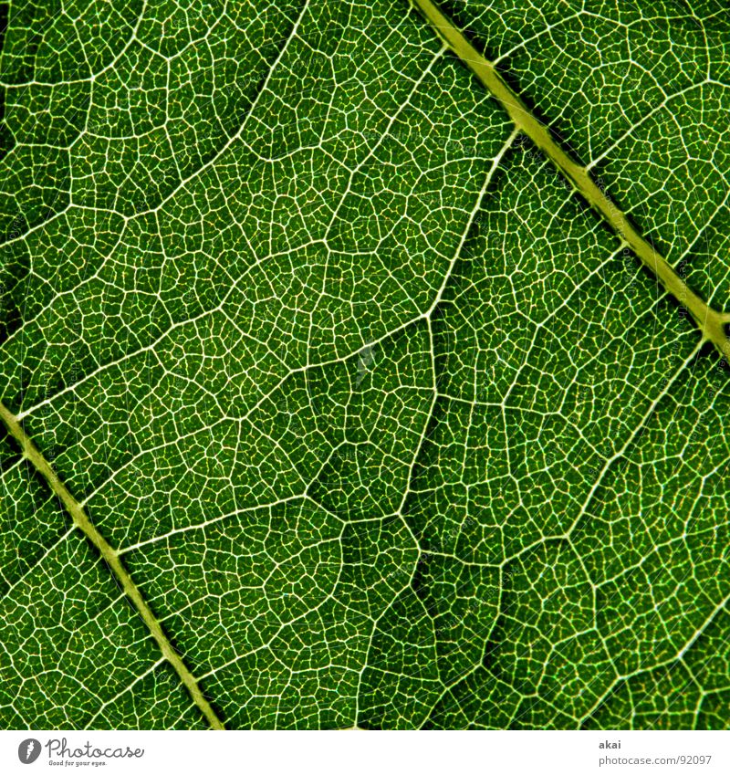 Sheet 4 Plant Green Botany Part of the plant Creeper Verdant Environment Bushes Back-light Leaf Background picture Tree Near Photosynthesis Mature Vessel Detail