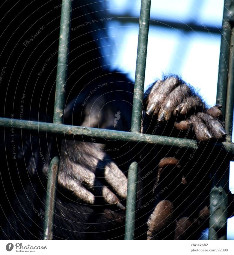 behind bars Monkeys Apes Animal Zoo Cage Enclosure Captured Hand Pelt Fingers Nail Fingernail Toes Grating Gesture Posture Cologne Tunnel Madagascar Grief