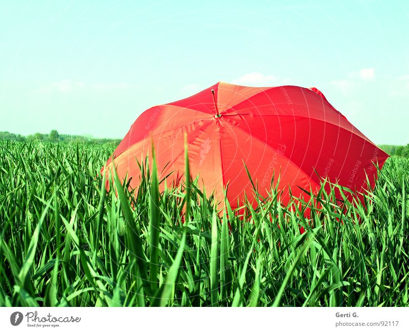 once again... Charming Sunshade Protective equipment Umbrella Red Summer Field Cornfield Fresh Multicoloured Greeny-red Agriculture Wind Blade of grass Movement