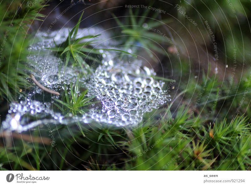 as fresh as a daisy Healthy Life Harmonious Trip Hiking Environment Nature Plant Water Drops of water Climate Tree Coniferous trees Garden Park Forest