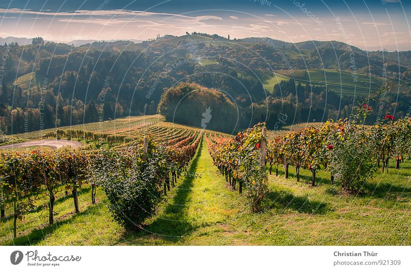 Ripe for the autumn harvest Healthy Fitness Wellness Harmonious Well-being Contentment Senses Relaxation Calm Meditation Thanksgiving Environment Nature