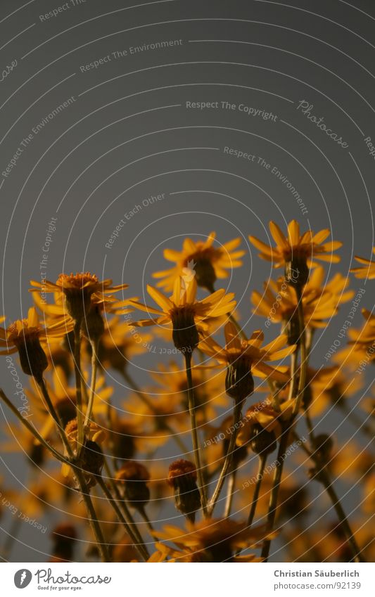 flowers Flower Cornflower Yellow Blossom Bee Honey Stalk Pollen Pistil Sky