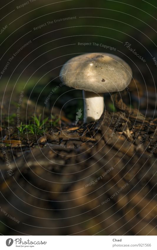 Grey Mushroom Food Nutrition Lunch Organic produce Environment Nature Plant Animal Earth Grass Forest Discover Eating Dark Fresh Small Natural Nerdy Brown Gray