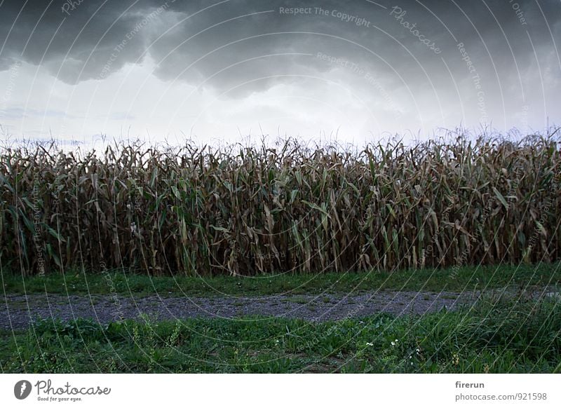 maize field Nature Landscape Plant Earth Sky Clouds Storm clouds Autumn Weather Bad weather Wind Thunder and lightning Leaf Agricultural crop Corn cultivation