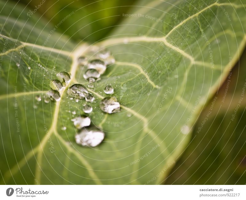 After the rain Nature Plant Drops of water Rain Leaf Foliage plant Wild plant Catch Authentic Simple Exotic Fluid Together Glittering Small Near Wet Natural