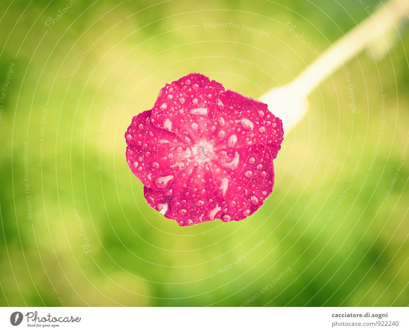 summer thunderstorms Nature Plant Drops of water Summer Flower Blossom Wild plant Blossoming Friendliness Happiness Fresh Small Near Wet Above Crazy Green