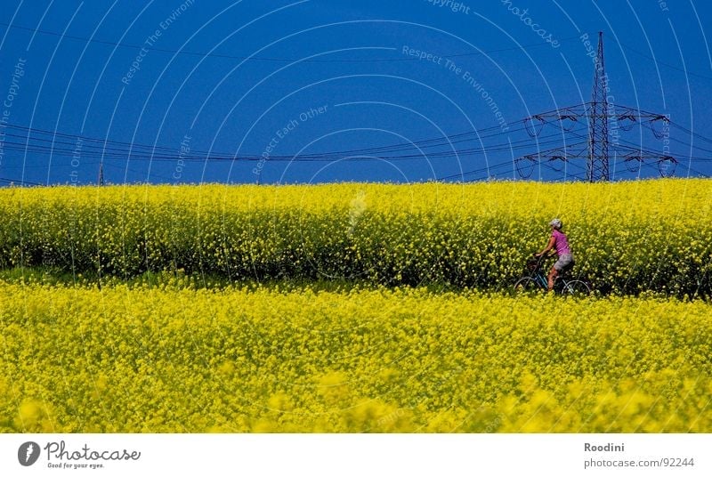 #100 and beyond...:) Canola Canola field Oilseed rape oil Kitchen Culinary Bicycle Cycling tour Vacation & Travel Summer Agriculture Field Farm Electricity