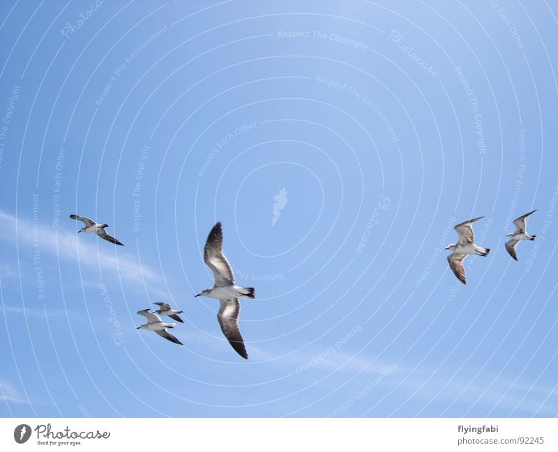 Seagulls over Costa Rica Bird Clouds Ocean Sea bird Sky Freedom Blue birds seebirds