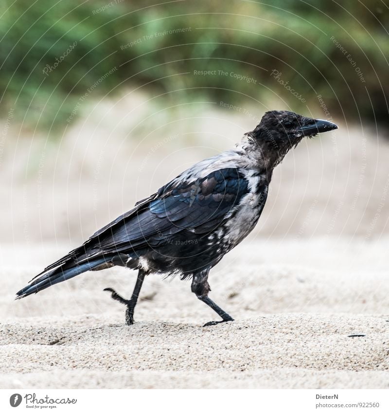 I'm leaving! Animal Wild animal Bird 1 Brown Gray Green Black Crow Sand Colour photo Exterior shot Deserted Copy Space left Copy Space right Copy Space top