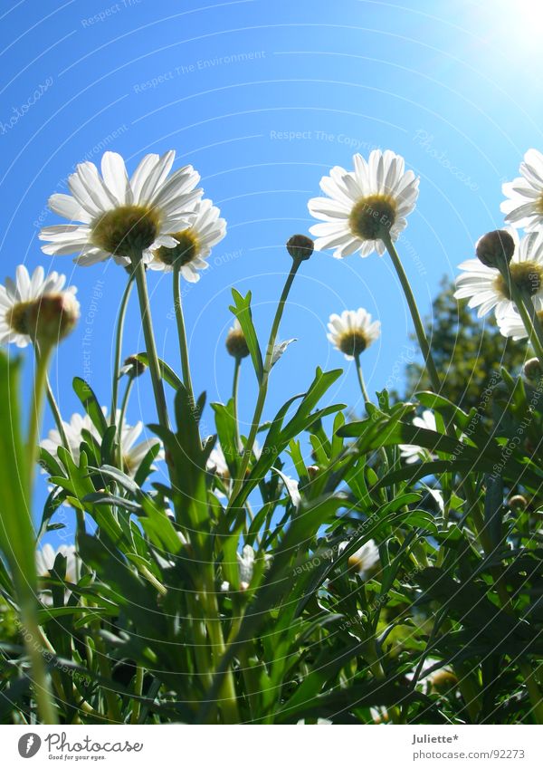 beetle perspective Flower Green Spring Fresh magarites Sky Colour