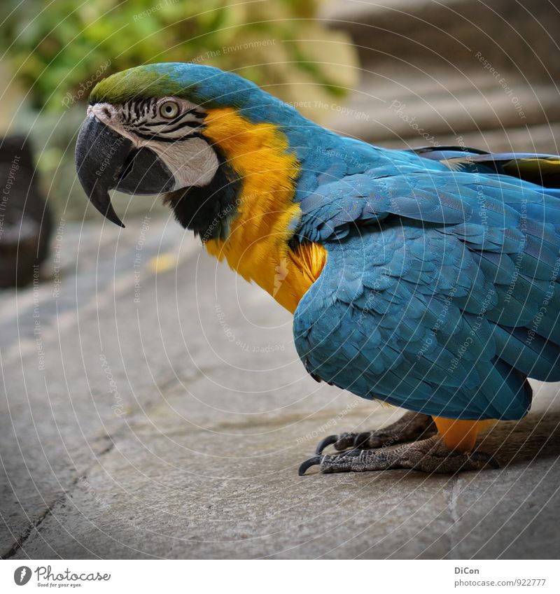 Polly Animal Bird Parrots 1 Exotic Blue Multicoloured Yellow Green Exterior shot Deep depth of field Animal portrait