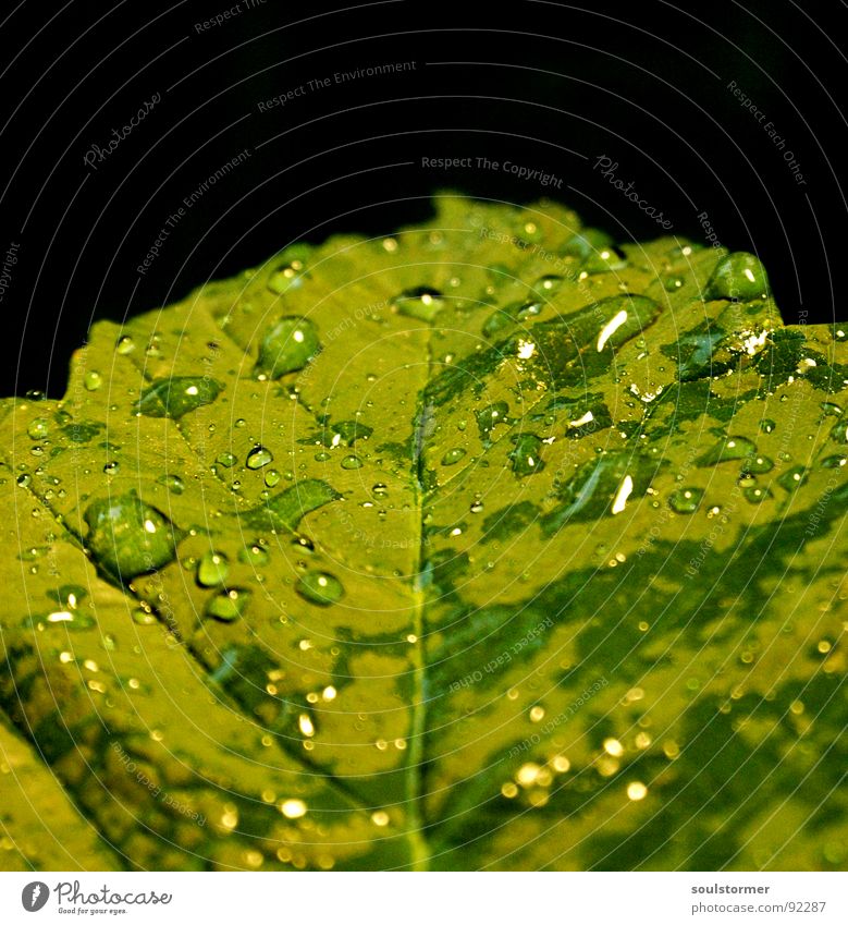 Let it drop... Leaf Green Plant Rain Vessel Wet Spring Leaf green Macro (Extreme close-up) Reflection Drops of water Water