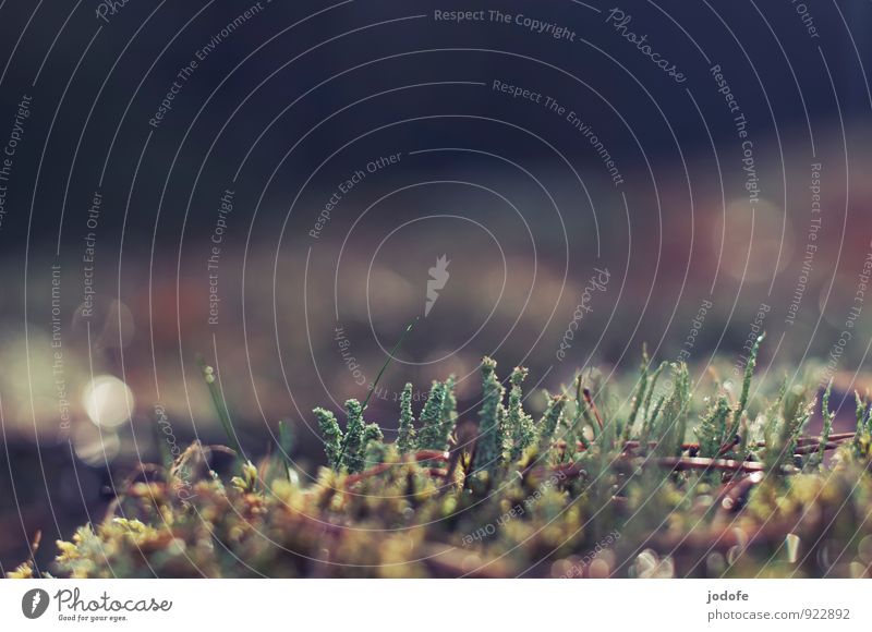 forest ground Environment Nature Plant Moss Forest Esthetic Lichen Woodground Green Glittering Calm Growth Autumnal Bleak Macro (Extreme close-up) Colour photo