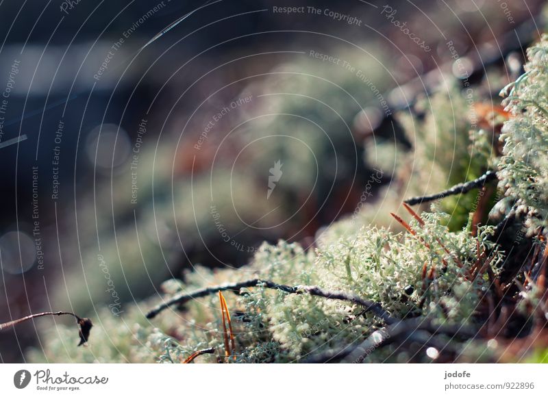 Microcosm II Environment Nature Plant Forest Beautiful Woodground Moss Lichen Twigs and branches Glittering Calm Photomicrograph Autumn Autumnal Colour photo