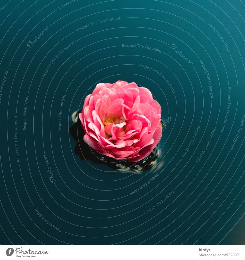 rose water Water Blossom Rose blossom Blossoming Fragrance Swimming & Bathing Esthetic Positive Beautiful Blue Pink Calm Center point Pure Flower 1