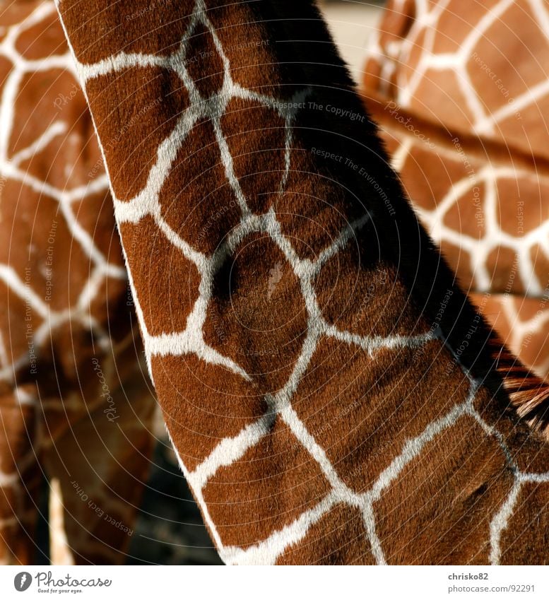 Search picture (Which animals hide in this picture?) Zoo Animal Hoof Pelt Pattern Tails Elegant Calm Delicate Emanation Swagger Glide Slowly Comforting