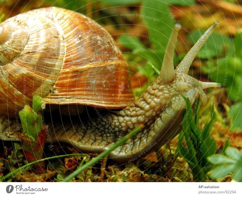 Snail *1 Air-breathing land snail Animal House (Residential Structure) Snail shell Slimy Mucus Feeler Crawl Slowly Speed Spiral Leaf Grass Withdraw Fragile