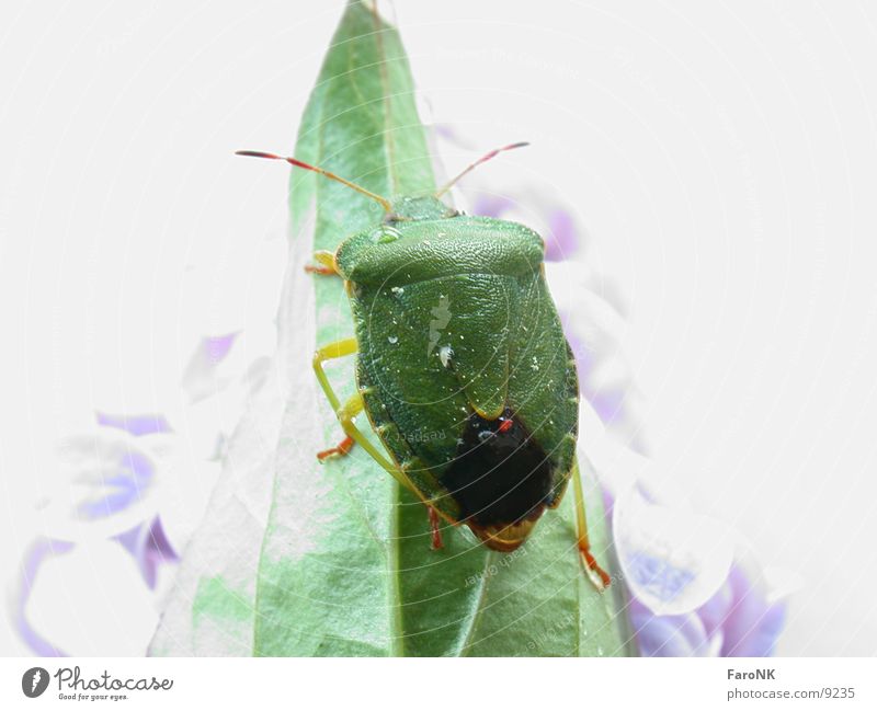 bug Bug Animal Leaf Green Transport Beetle