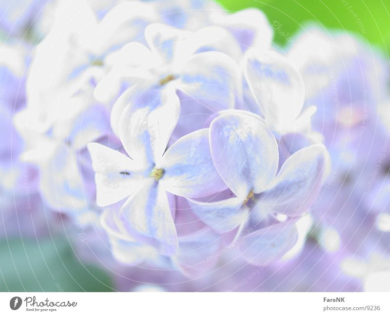 lilac Lilac Tree Blossom Macro (Extreme close-up) Close-up