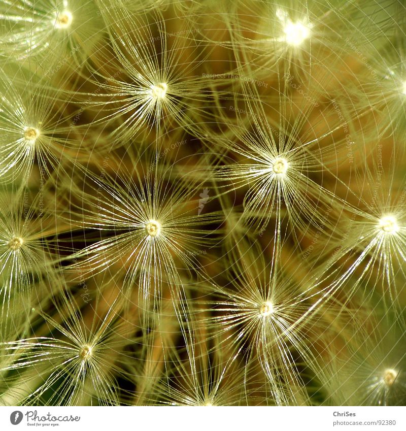 blow Dandelion Blow Brown White Spring Summer Parachute Flying Flower Plant Macro (Extreme close-up) Close-up Seed Nature Bird's-eye view ChrISISIS