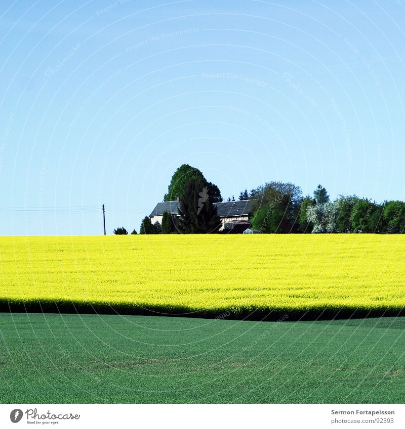 suburban Field Canola Spring May Horizon Physics Far-off places Large Meadow Plant Green Yellow House (Residential Structure) Settlement Tree Forest