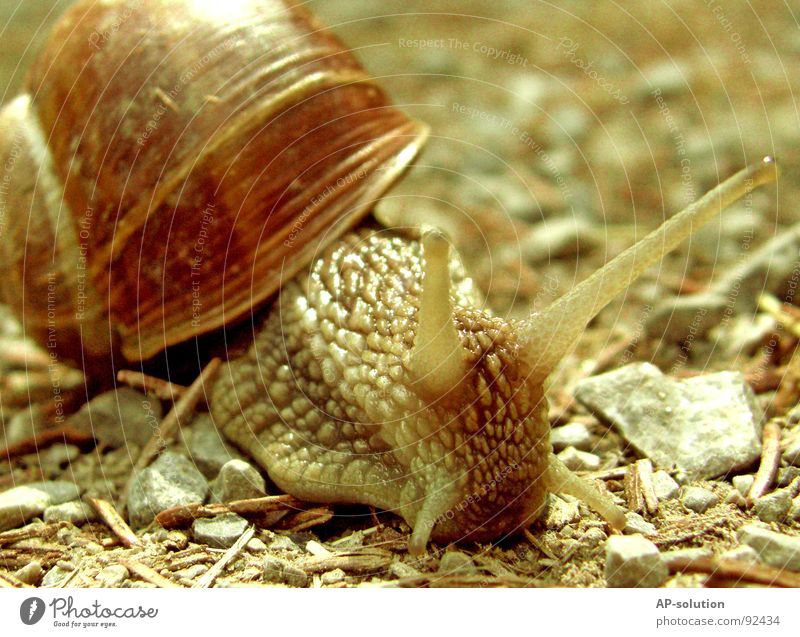 Snail *2 Air-breathing land snail Animal House (Residential Structure) Snail shell Slimy Mucus Feeler Crawl Slowly Speed Spiral Leaf Grass Withdraw Fragile