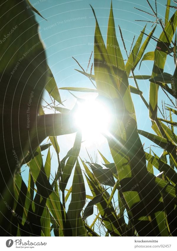 A light in the cornfield Maize field Cornfield Green Sunlight Back-light Summer Agriculture Summery Juicy Grain Harvest