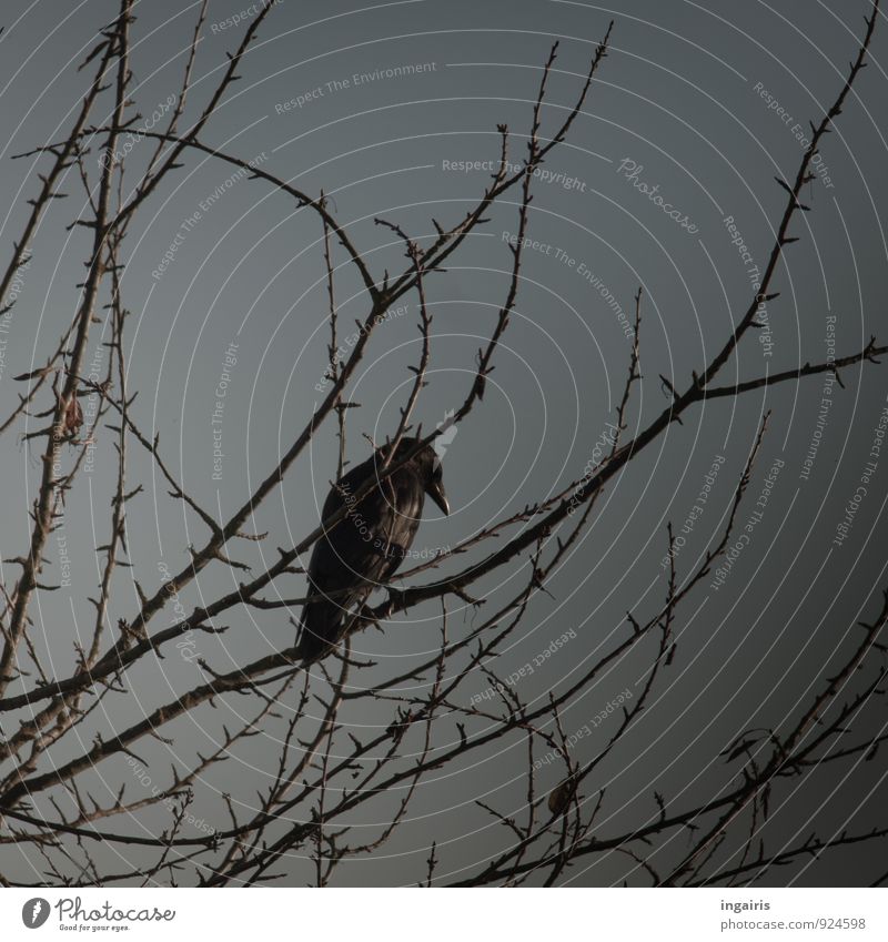 attentiveness Environment Sky Autumn Winter Tree Animal Bird Crow Raven birds 1 Observe Crouch Looking Sit Dark Cold Above Smart Blue Gray Black Moody Nature