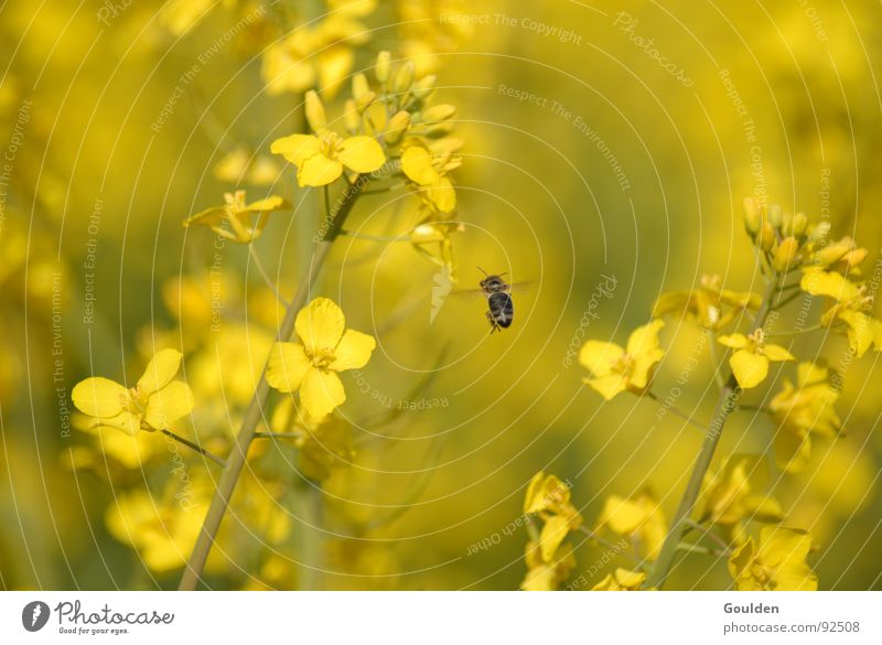 Gölb 4 möt Önsökt Canola Yellow Flower Bee Field Ecological Plant Aviation Organic produce