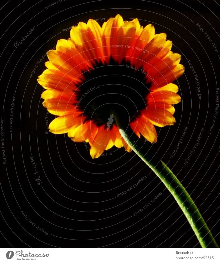 parted Flower Sadness Dark Black Hope Grief Death Distress Transience Goodbye Gerbera Sunflower Evening sun Miss because he laughs because he lives