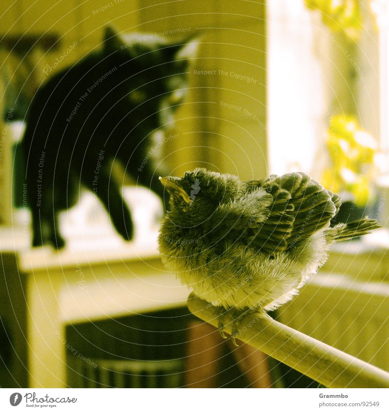 right is free Cat Bird Feather Fat Black Jump Sparrow Domestic cat Interior shot Snapshot Hunting Prey Foray Attack Aggressive Recklessness Brave Provocative