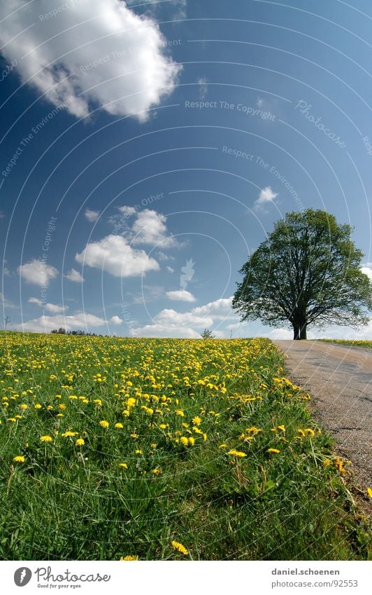 The way Meadow Tree Spring Summer Beautiful Green Yellow Dandelion Sky Lanes & trails Street Blue Clouds in the sky