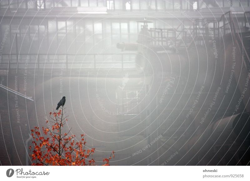 Early Bird Autumn Fog Tree The Ruhr Bochum Industrial plant Century Hall 1 Animal Old Crisis Stagnating Colour photo Subdued colour Exterior shot