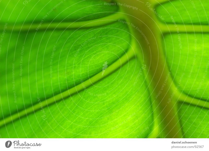 beautiful green Leaf Background picture Vessel Growth Photosynthesis Plant Green Bright green Monochrome Macro (Extreme close-up) Close-up Detail