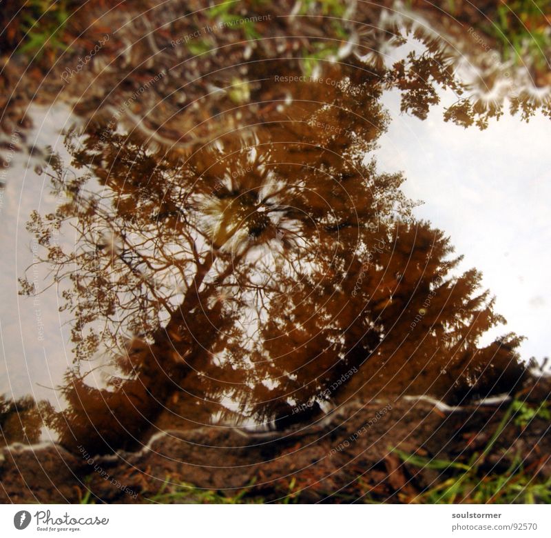 puddley Puddle Tracks Forest Tree White Brown Green Mirror Reflection Rain Grass Mud Clouds Dark Wet Dirty Water track gate Sky Drops of water Earth Beautiful