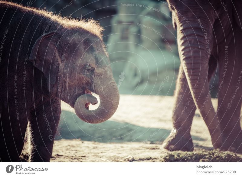 baby elephant Elephant Baby elefant 2 Animal Baby animal To feed Playing Stand Small Cute Brown Gray Green Love of animals Colour photo Exterior shot Day