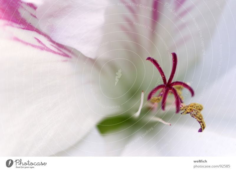 snow white Blossom Flower Blossom leave Pollen Spring Light Park Plant Delicate White Red Pink Yellow Abstract Depth of field Blur Maximum aperture Calyx Pistil
