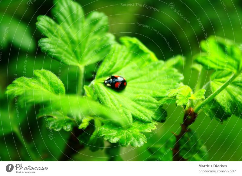 ladybugs Ladybird Insect Green Animal Small Stalk Bushes Tree Growth Environment Summer Garden Flying Wing Beetle Nature
