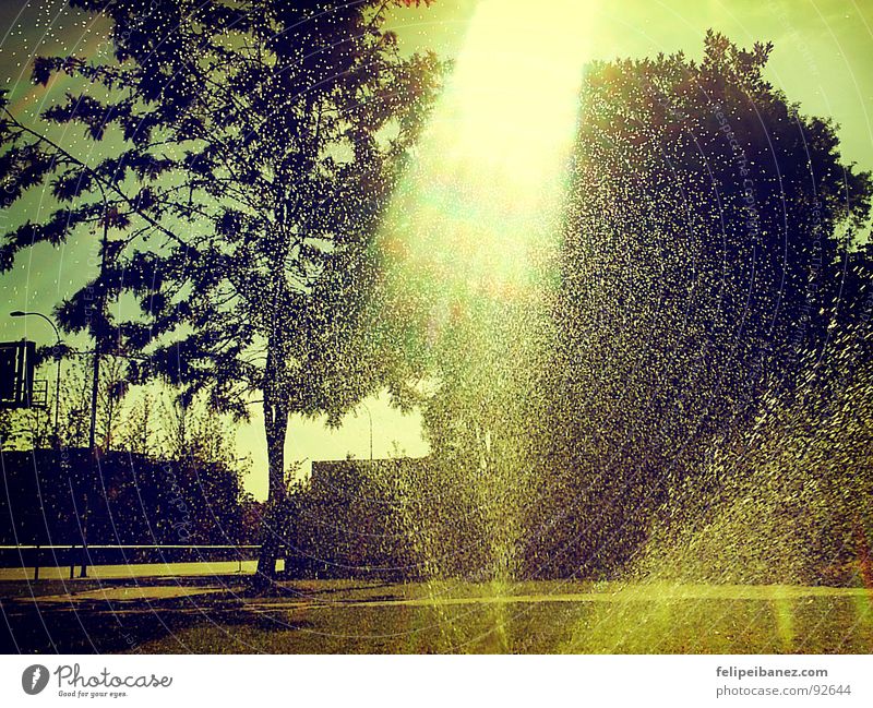 "rainingday" Light Colour Lomography tree sunshine colors water grass execut00r
