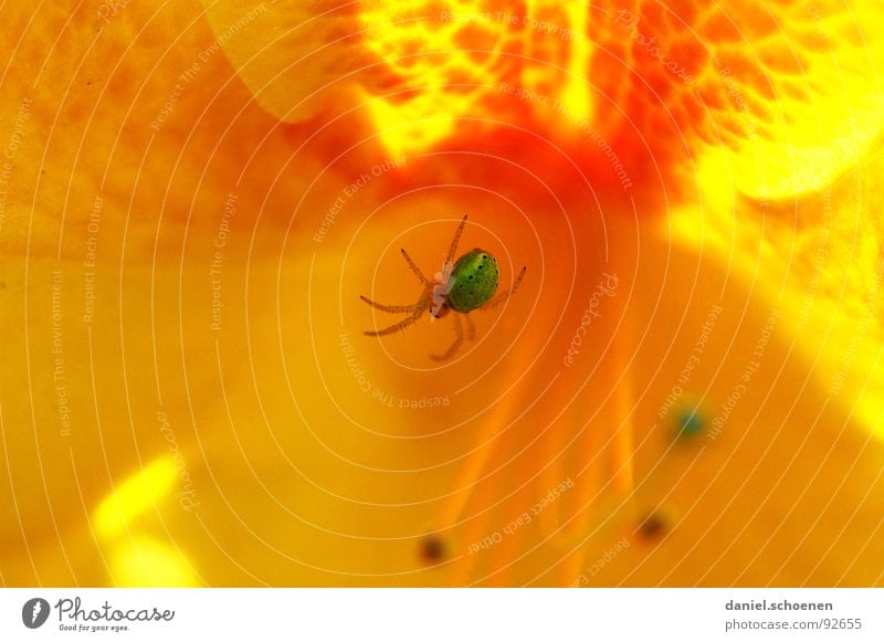 spiderman (the real one) Abstract Flower Blossom Spring Summer Green Yellow Red Multicoloured Spider Macro (Extreme close-up) Close-up Detail Orange