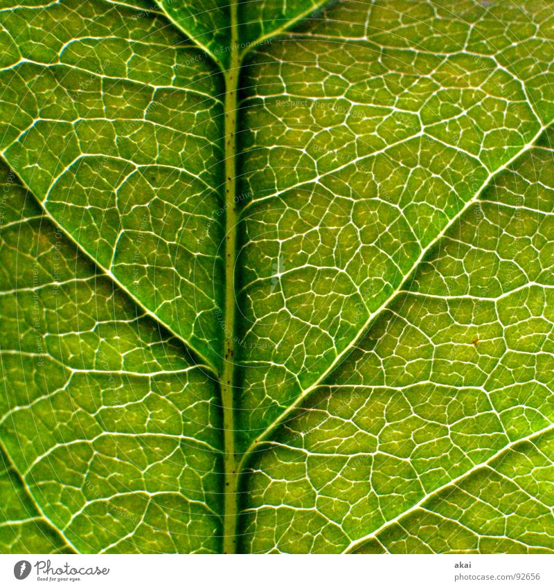 The sheet 10 Plant Green Botany Part of the plant Creeper Verdant Environment Bushes Back-light Leaf Background picture Tree Near Photosynthesis Mature Vessel