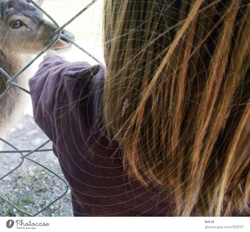 REH-BACK Roe deer Doe eyes Fawn Zoo Enclosure Barn cagey Animal Park Sunday Saturday Child Brown Light brown Auburn Hair and hairstyles Touch Delicate Caress