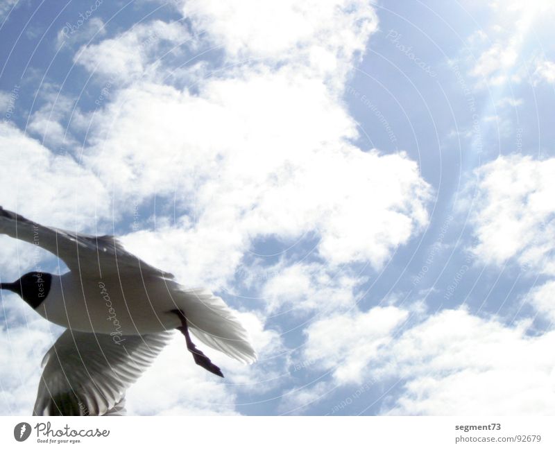 Known Flying Object Seagull Summer Clouds Black-headed gull  Bird Feather Sun Sky Aviation Blue Wing