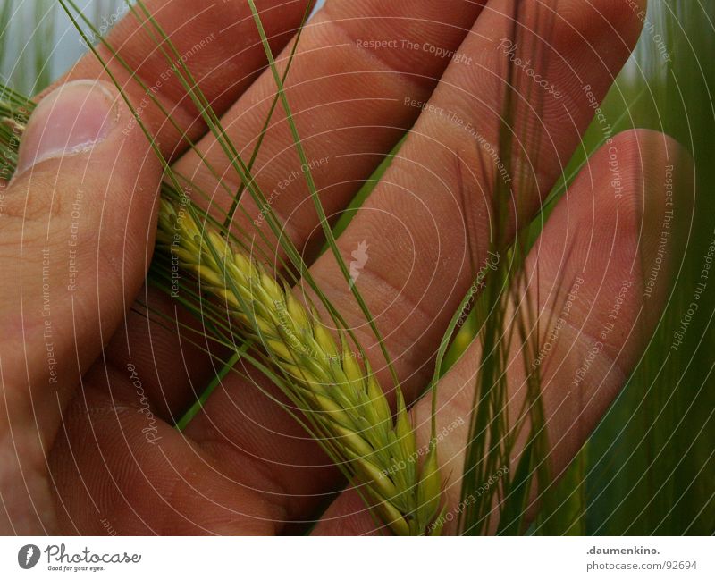 Oh Bauer... Hand Fingers Sowing Field Stripe Touch Fingernail Farmer Barley Wheat Nutrition Work and employment Trust Grain Wind Emotions Harvest Food Nature