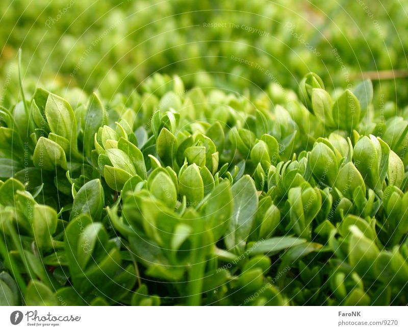 fresh green Green Leaf Plant