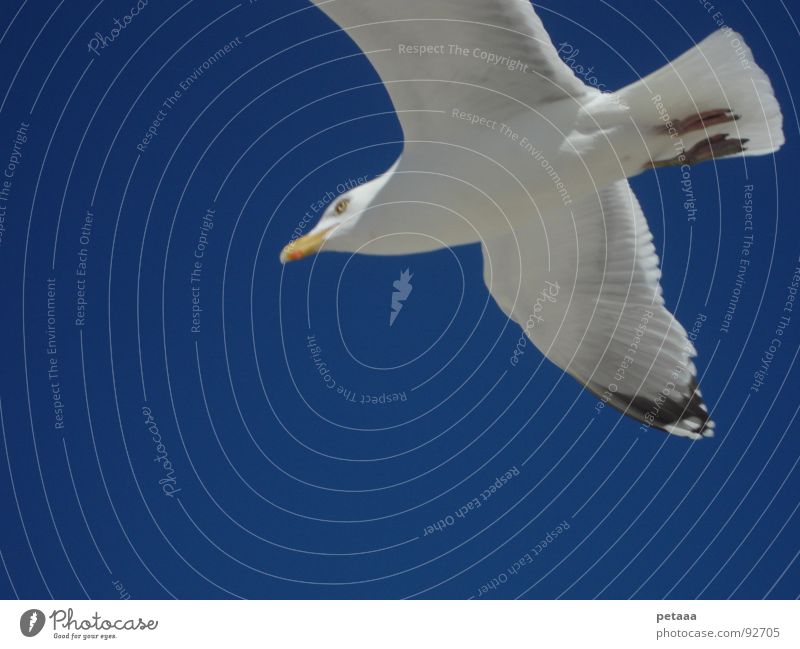seagull Seagull Beak Bird Sky Blue Aviation Wing Feather