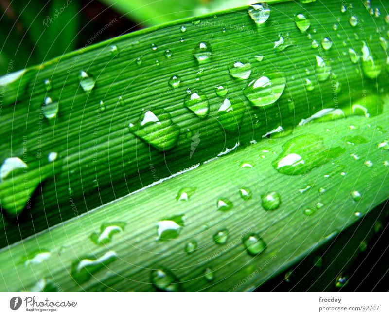 ::: After the rain ::: Wet Rain Drops of water Damp Round Background picture Near Photosynthesis Green Deities Plant Bright green Vessel Lower Saxony