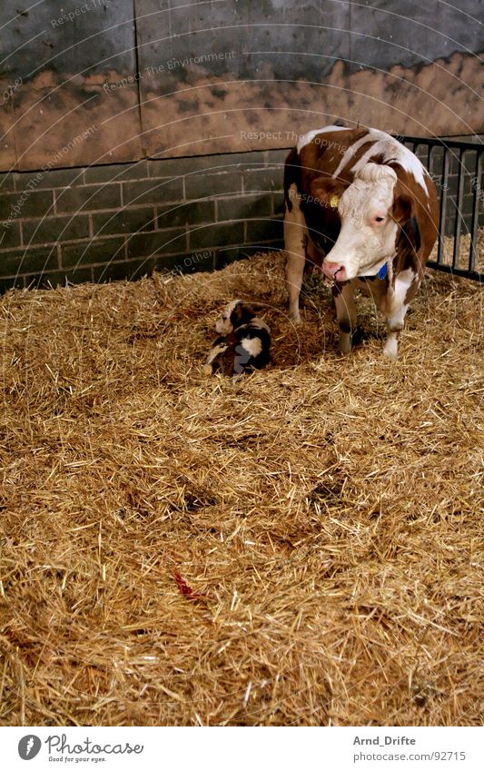 Cow and calf Calf Straw Farm Animal Barn Mammal